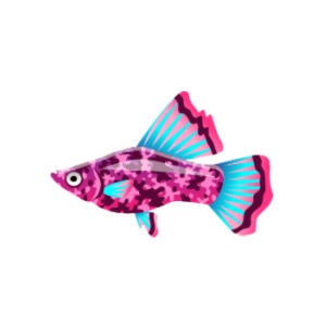 Raspberry Hi-Fin Platy